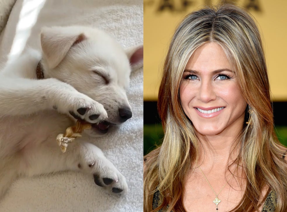 Jennifer Aniston adopts new rescue puppy, Lord Chesterfield ‘He stole